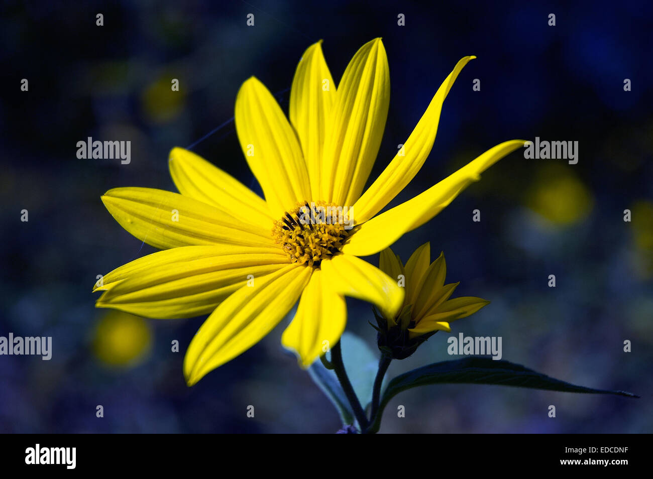 Beautiful yellow flower Stock Photo - Alamy
