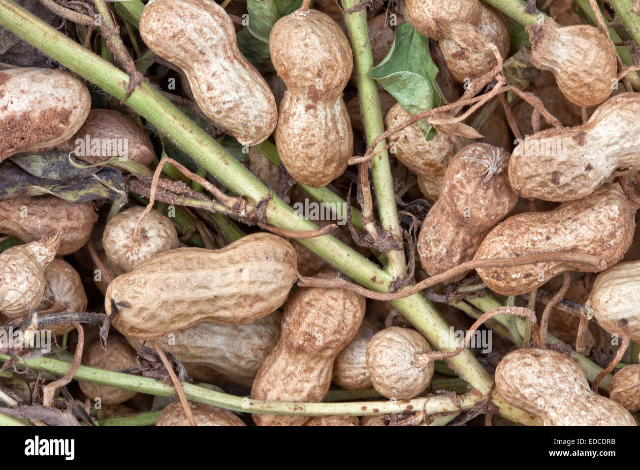 Closeup of inverted 'Spanish' peanuts on vine Stock Photo Alamy