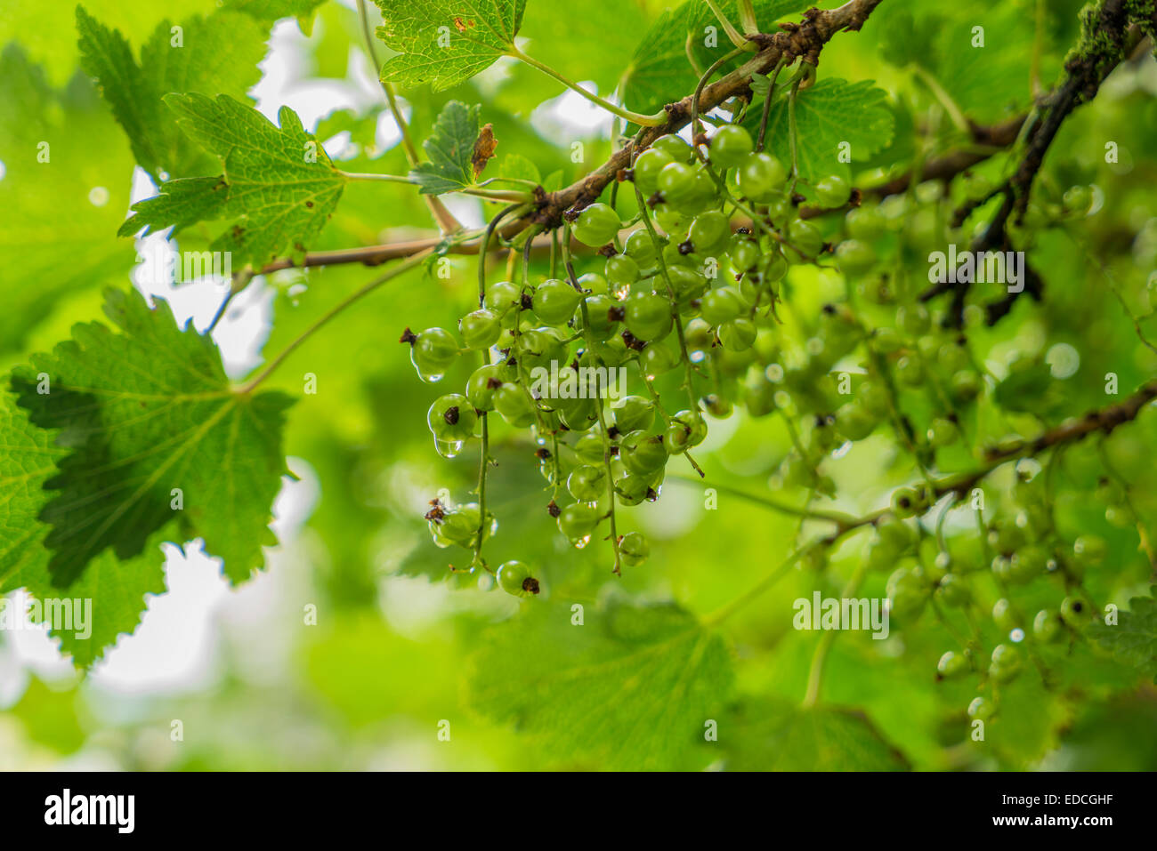 Green wild berries turn red, Red Currant Berry Bush, Iceland Stock