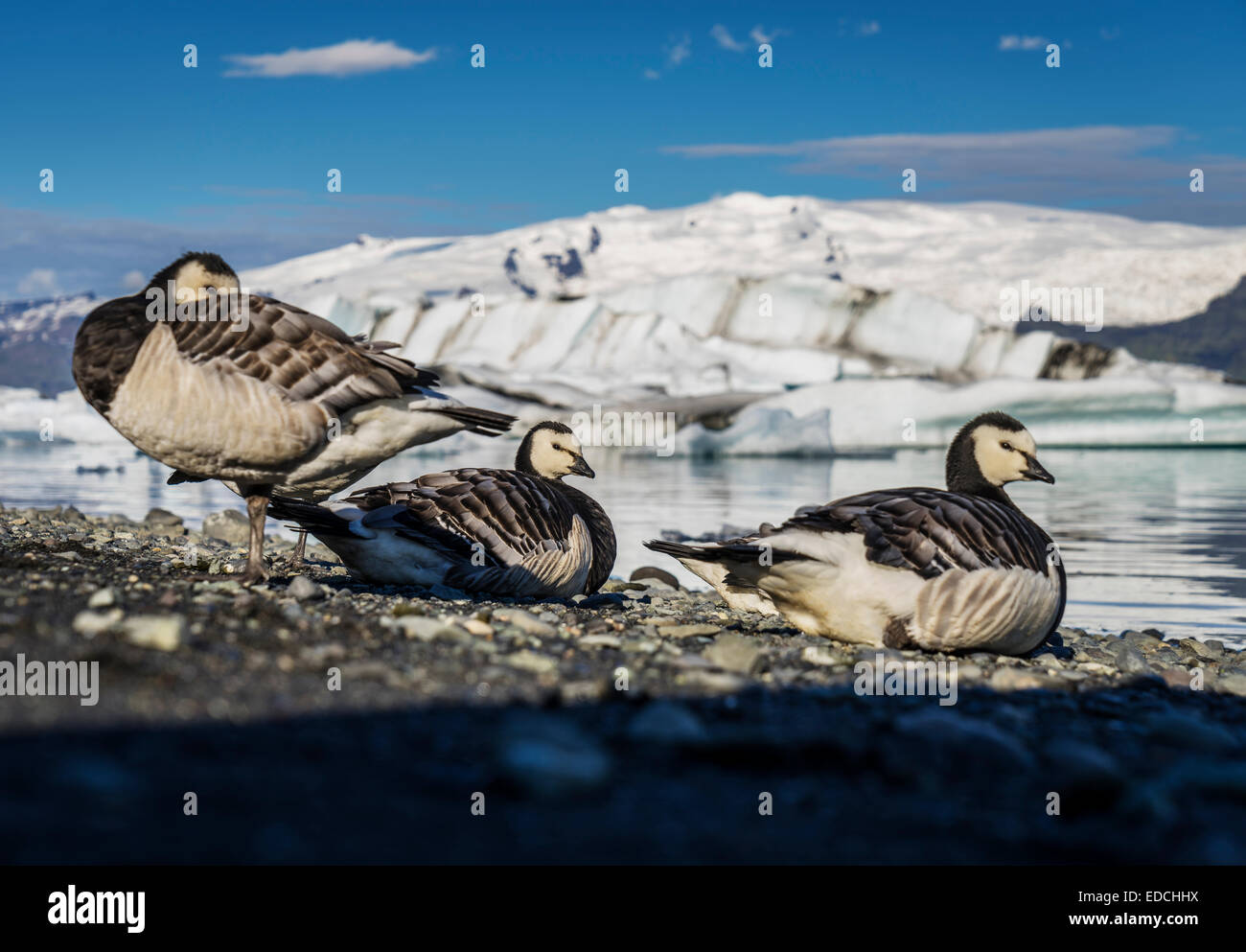 Barnacle geese (Branta leucopsis) by the glacial lagoon,  Jokulsarlon, Iceland Stock Photo