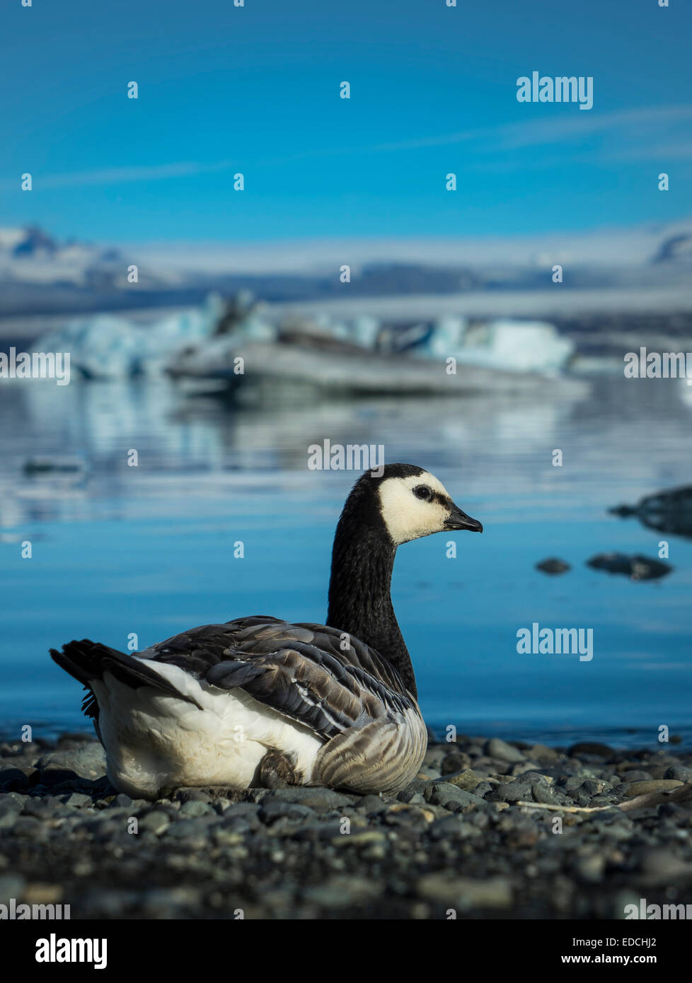 Barnacle goose (Branta leucopsis) by the glacial lagoon, Jokulsarlon, Iceland. Stock Photo