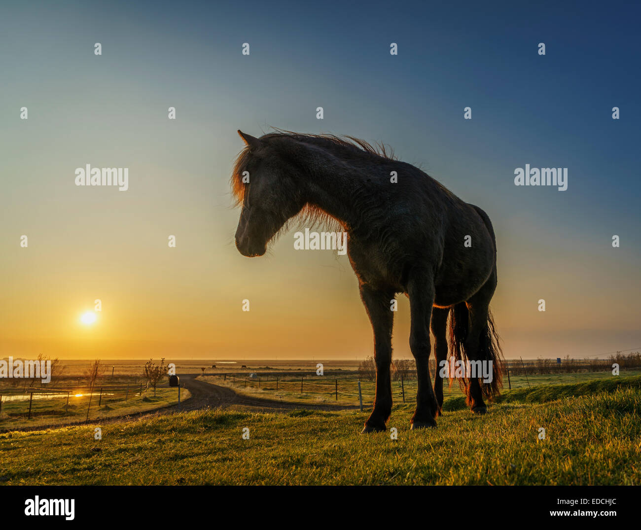 Horses grazing at sunset, Iceland Stock Photo