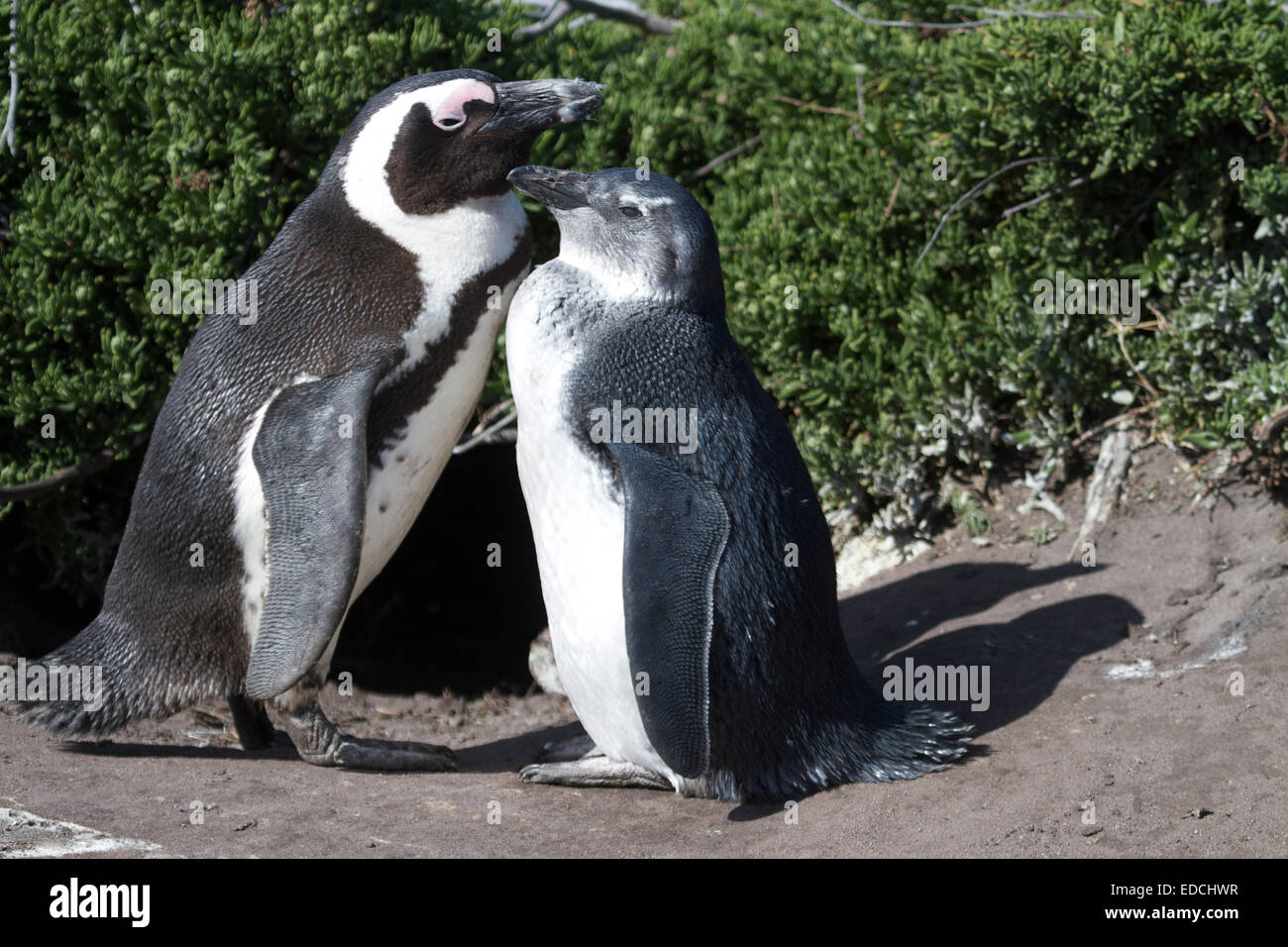 The African penguin (Spheniscus demersus), also known as the jackass penguin and black-footed penguin is a species of penguin. Stock Photo