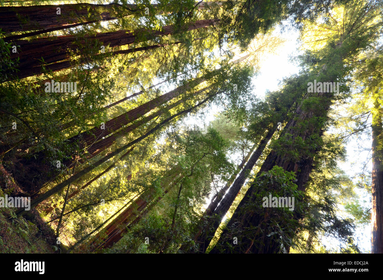 Giant redwood trees in Northern California Stock Photo Alamy