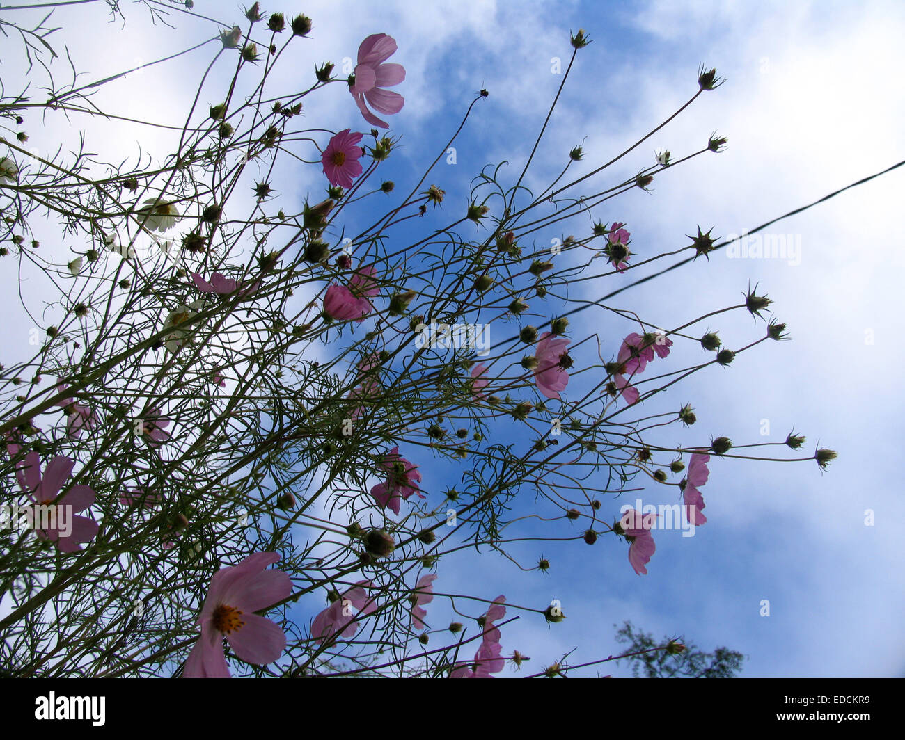 Cloudy blue sky and colorful pink and violet wild flowers closeup during the summer in Toronto, Canada Stock Photo