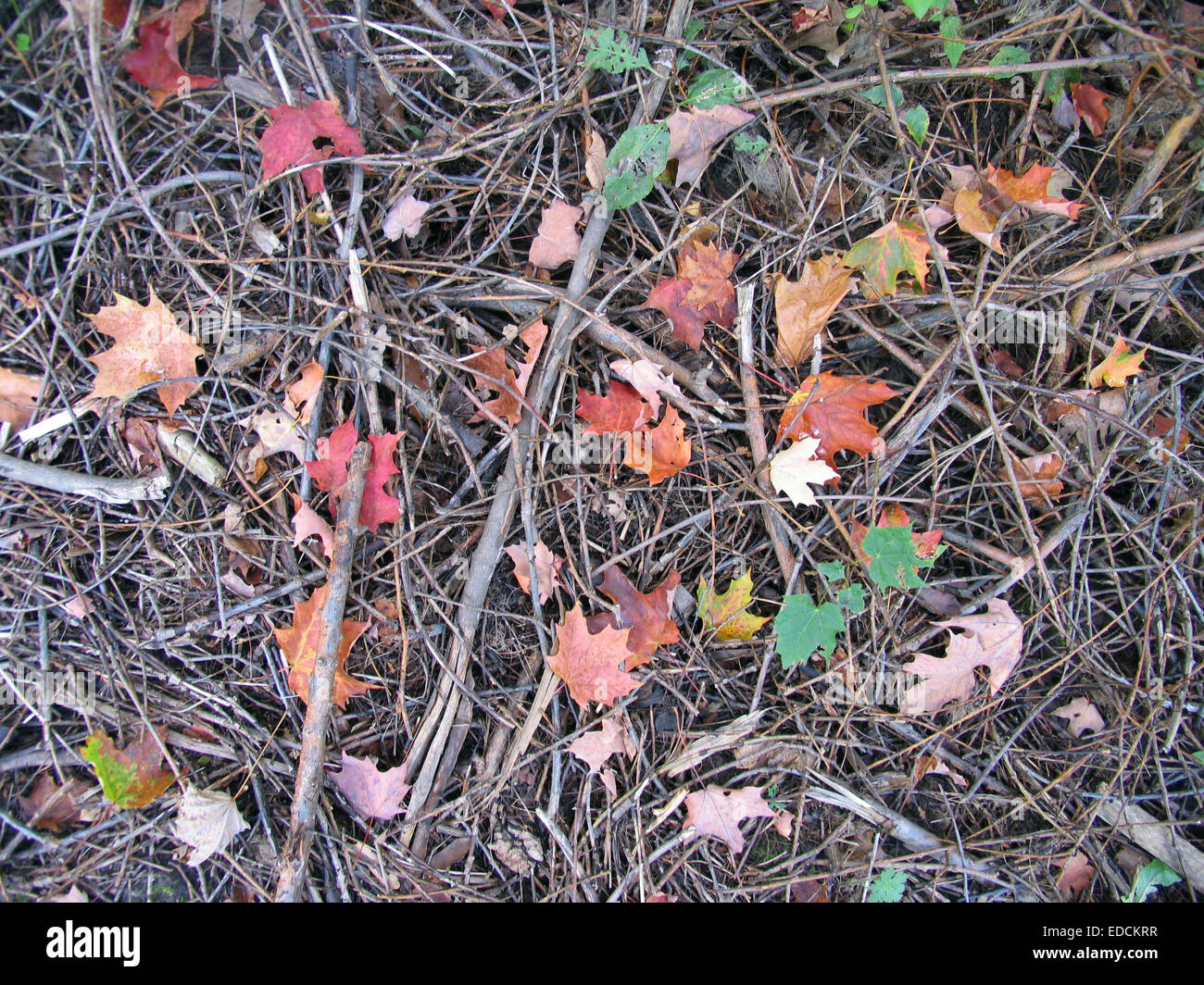 Photographic detail of colorful fallen leaves on an autumn morning in a Canadian park Stock Photo