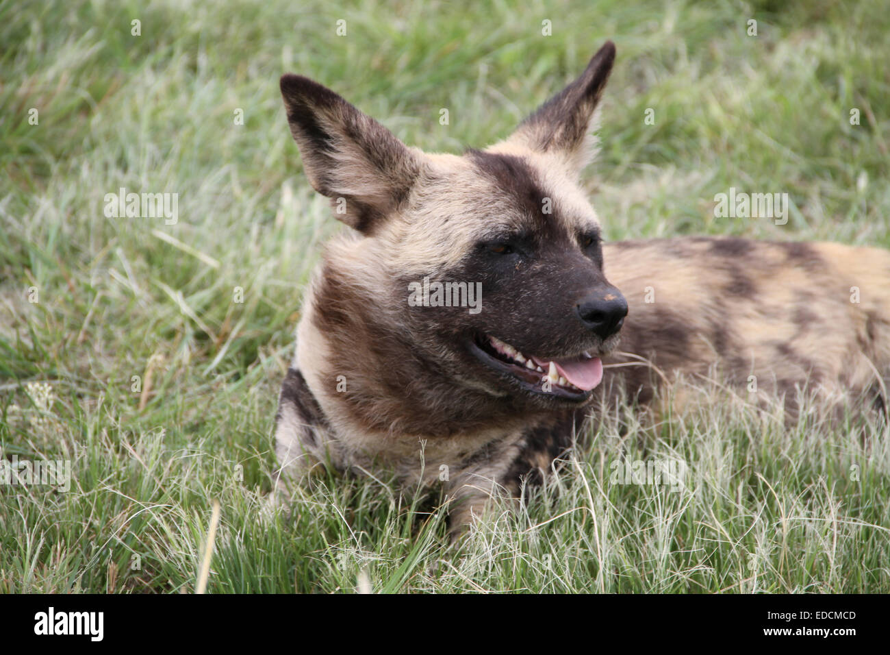 Wild Dog. Dog. African painted dog. Genus Lycaon. Endangered. Hypercarnivorous diet. African wild dog. 'wolf-like'. Stock Photo