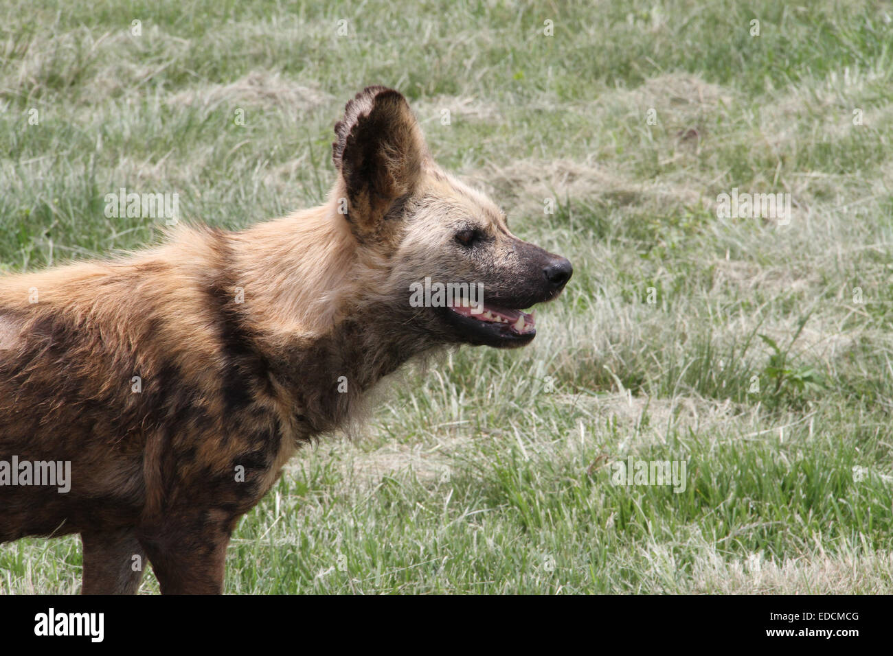 Wild Dog. Dog. African painted dog. Genus Lycaon. Endangered. Hypercarnivorous diet. African wild dog. 'wolf-like'. Stock Photo