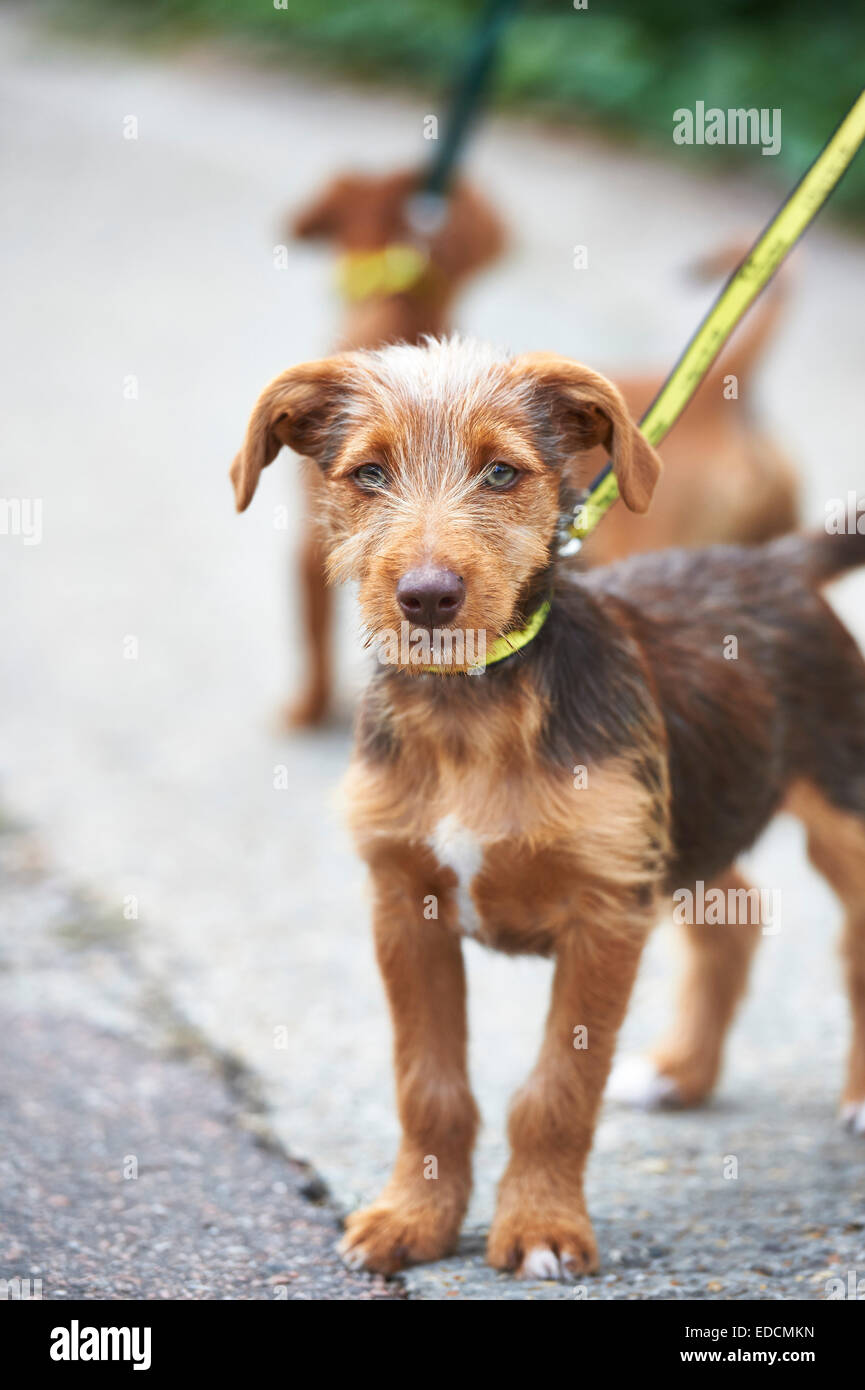 dog on lead Stock Photo Alamy