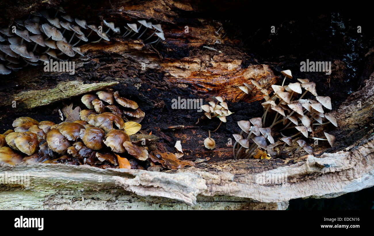 forest mushrooms on rotting log, Psathyrella Stock Photo