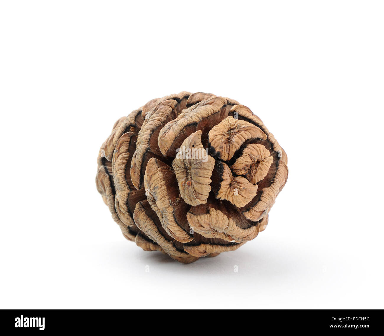dry Sequoia cone with light shadow on white background Stock Photo