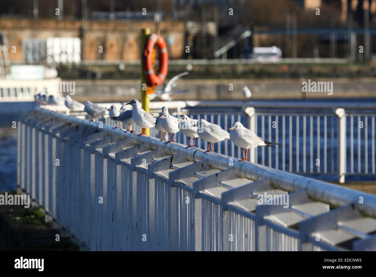 Seagulls perched on riverside railing Stock Photo