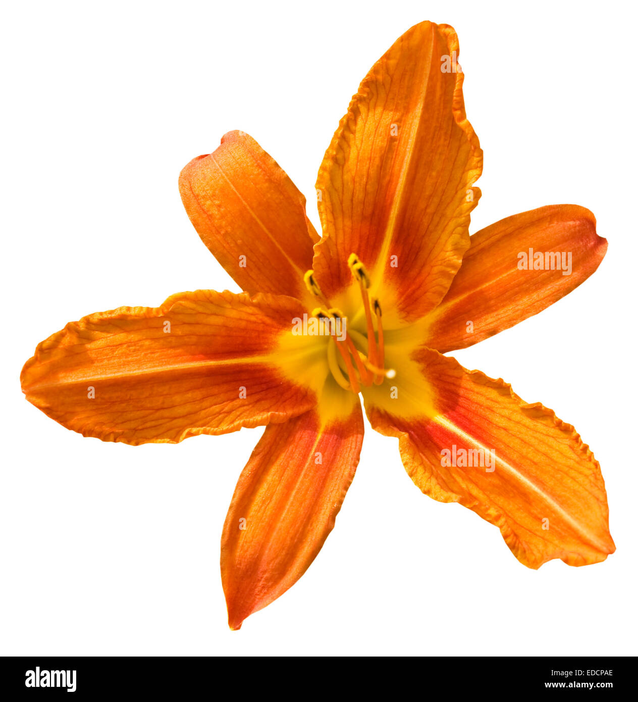 One flower lily of orange colour isolated on white background. Stock Photo