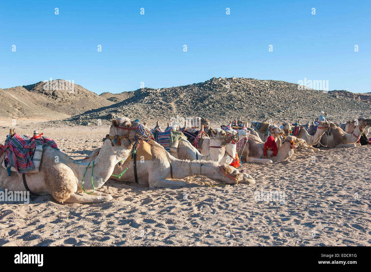 Herd of dromedary camels at egyptian bedouin village in remote mountain rocky desert Stock Photo