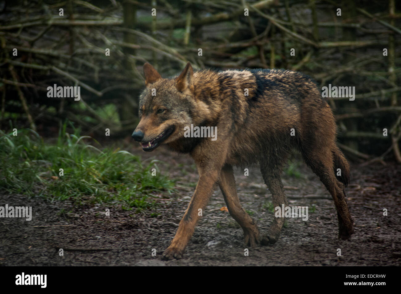 Red wolf endangered species in captivity Dartmoor zoo Devon Stock Photo Alamy