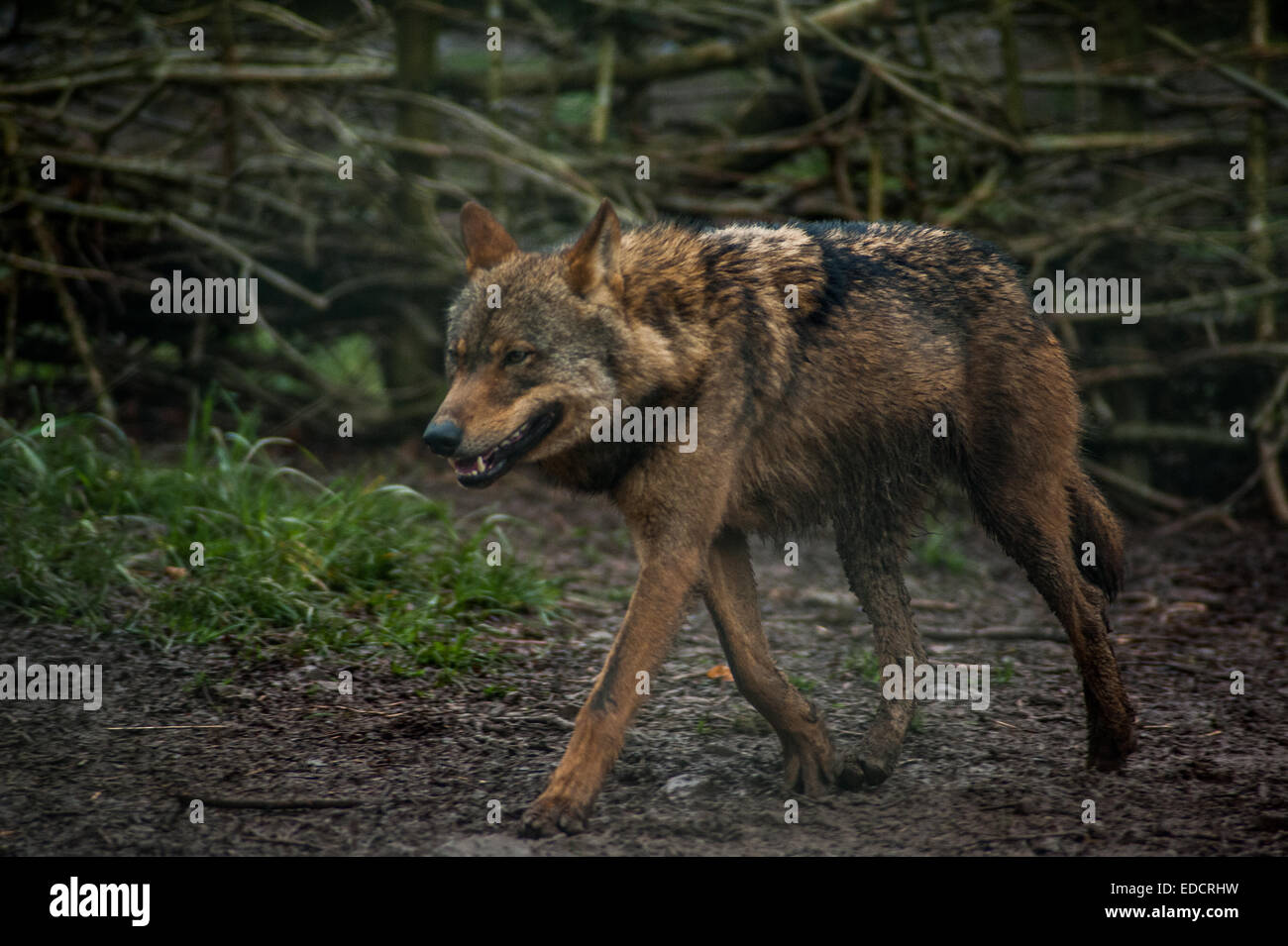Red wolf endangered species in captivity Dartmoor zoo Devon Stock Photo