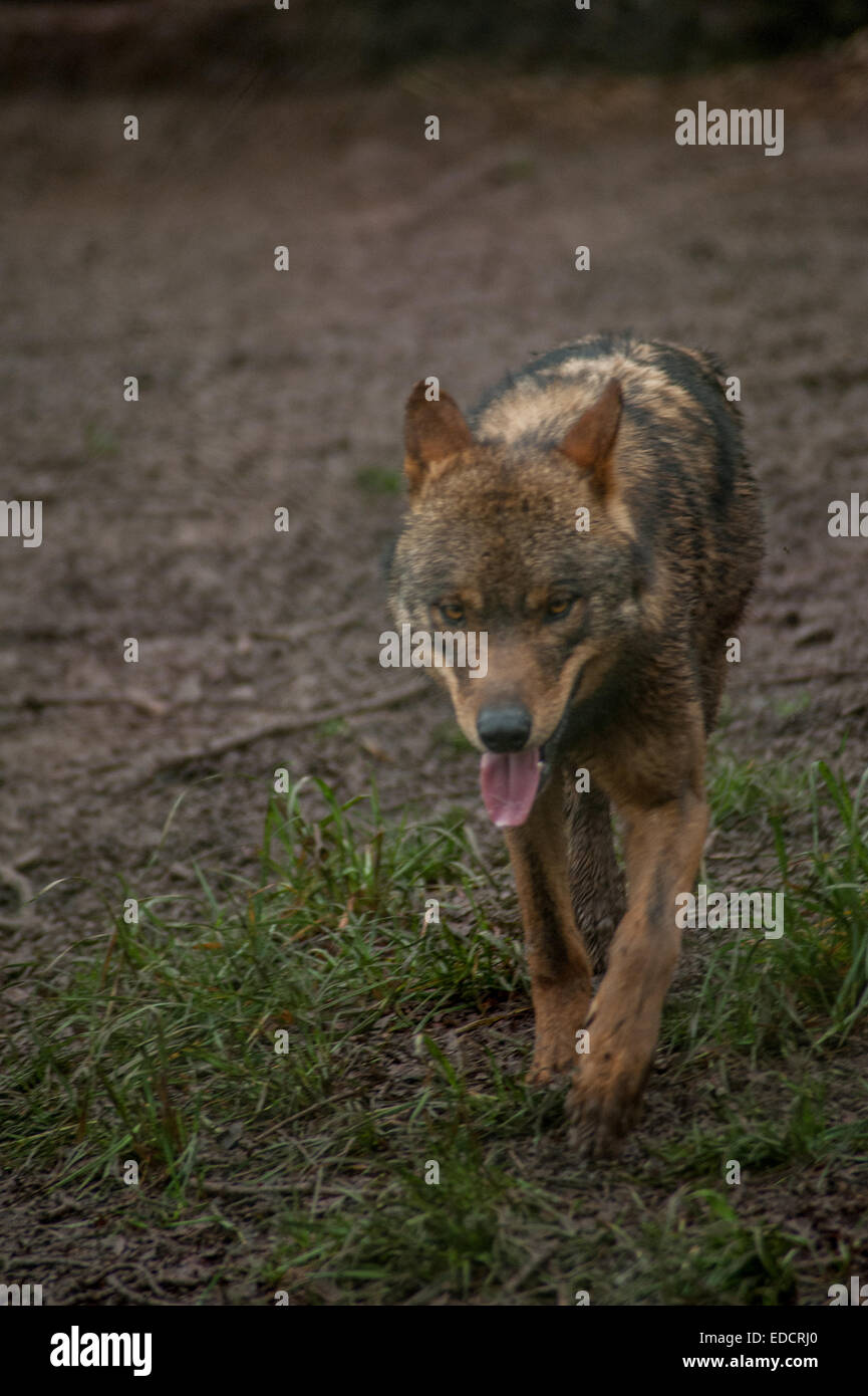 Red wolf endangered species in captivity Dartmoor zoo Devon Stock Photo