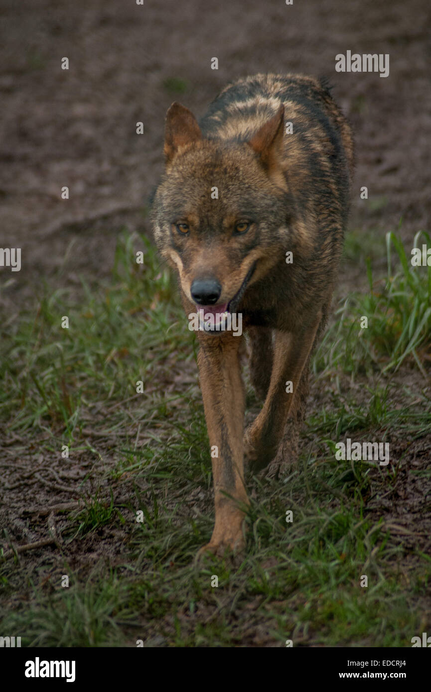 Red wolf endangered species in captivity Dartmoor zoo Devon Stock Photo