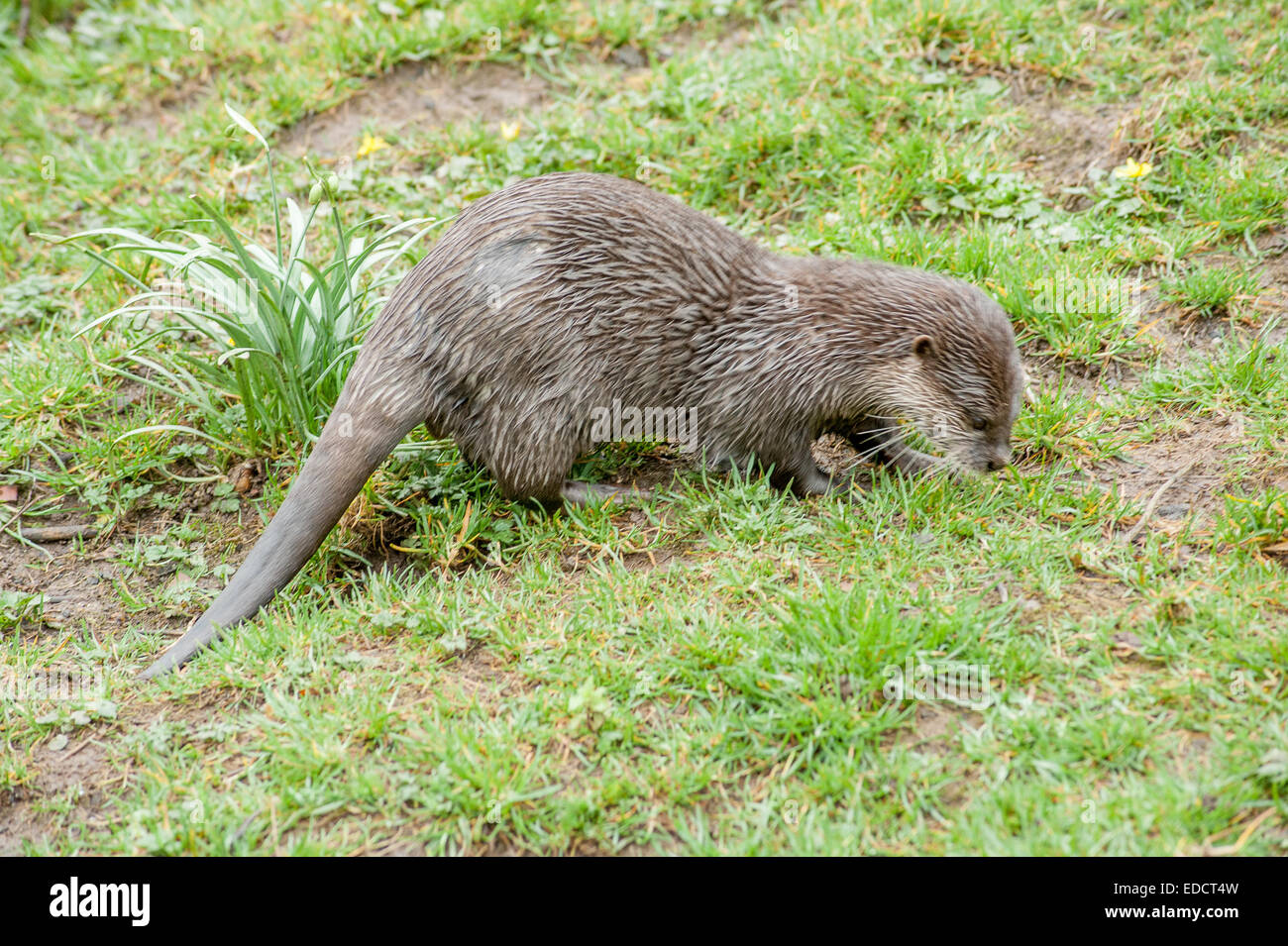Otters are carnivorous mammals in the subfamily Lutrinae. The 13 extant otter species are all semiaquatic, aquatic or marine, with diets based on fish Stock Photo