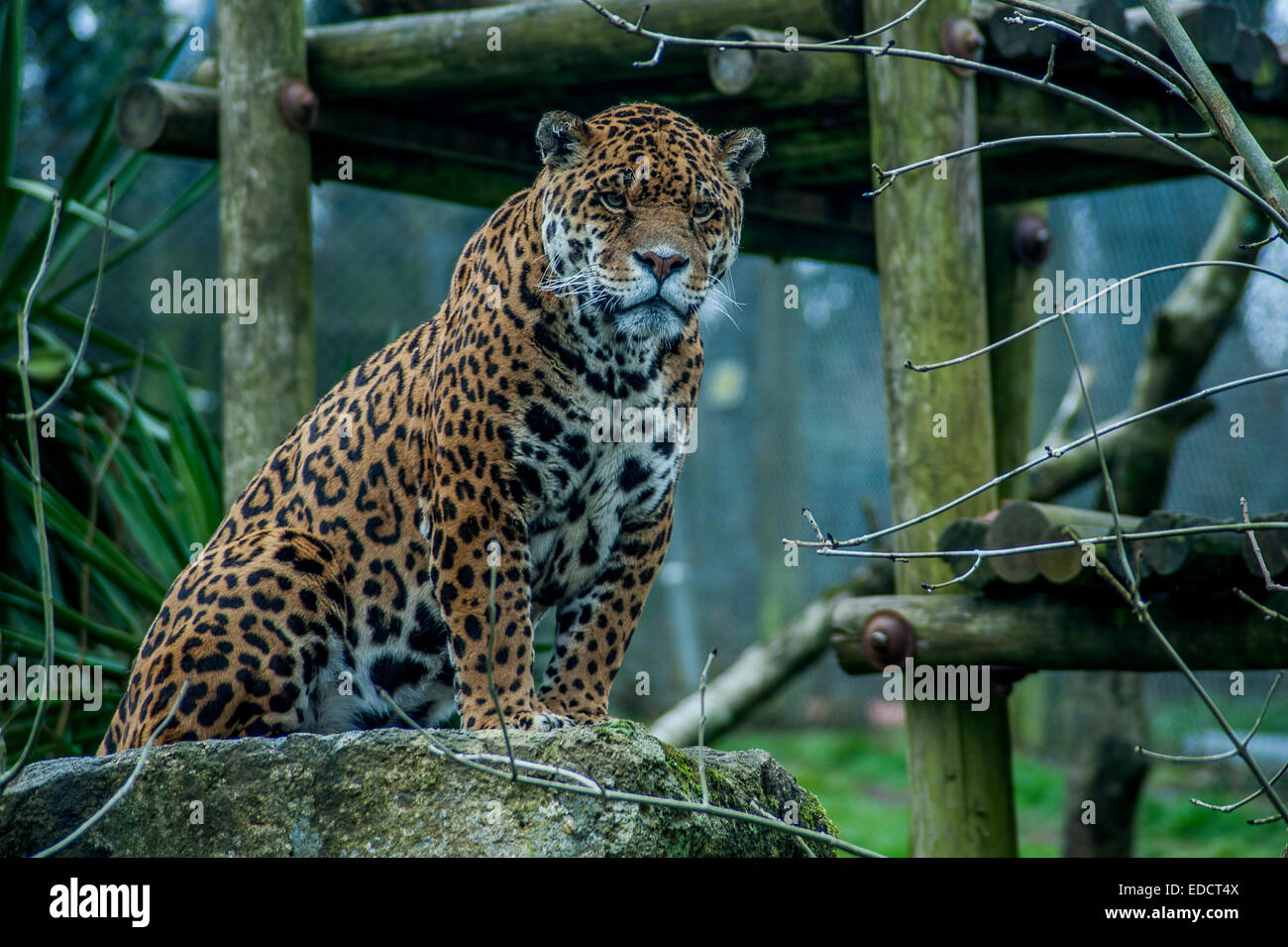 Jaguar in captivity at Dartmoor zoo Stock Photo Alamy