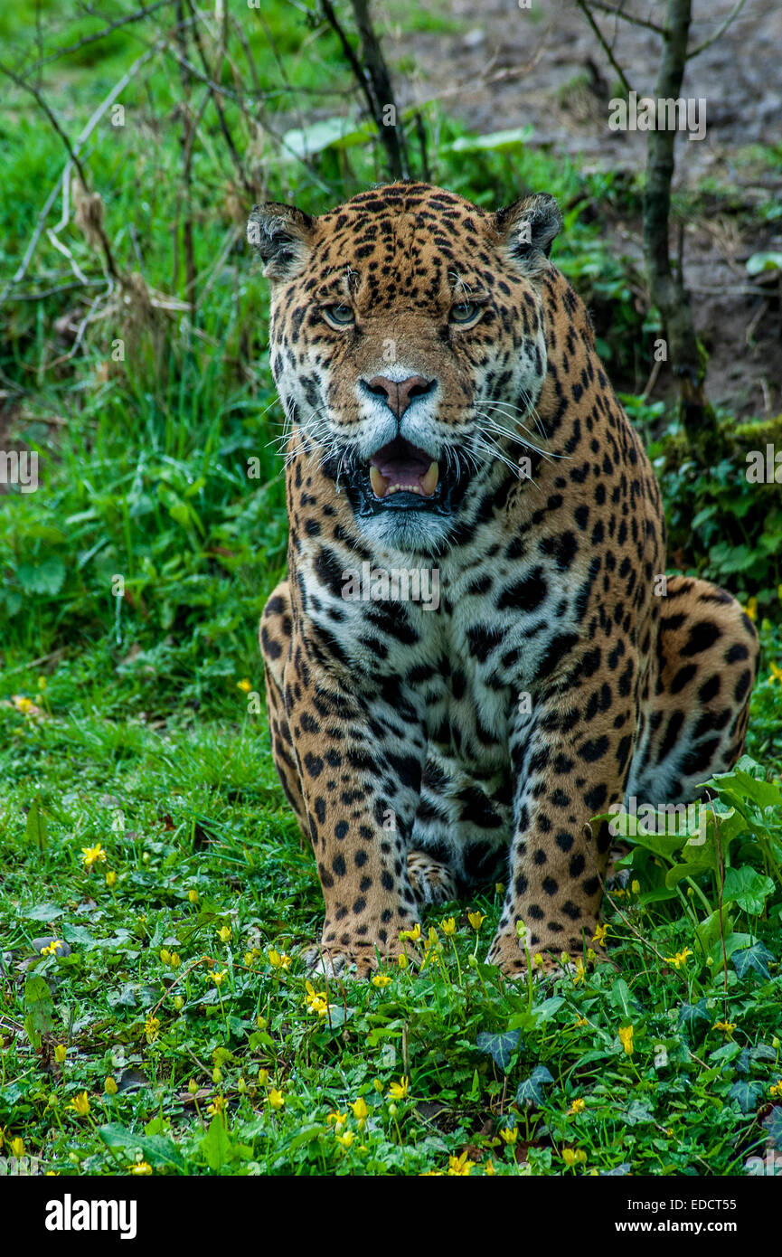 Dartmoor wildlife hires stock photography and images Alamy