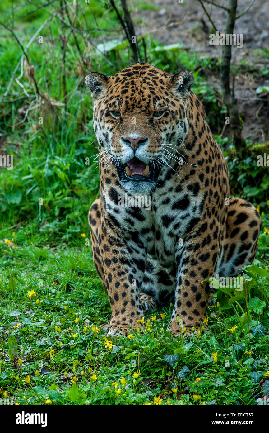 Jaguar in captivity at Dartmoor zoo Stock Photo Alamy