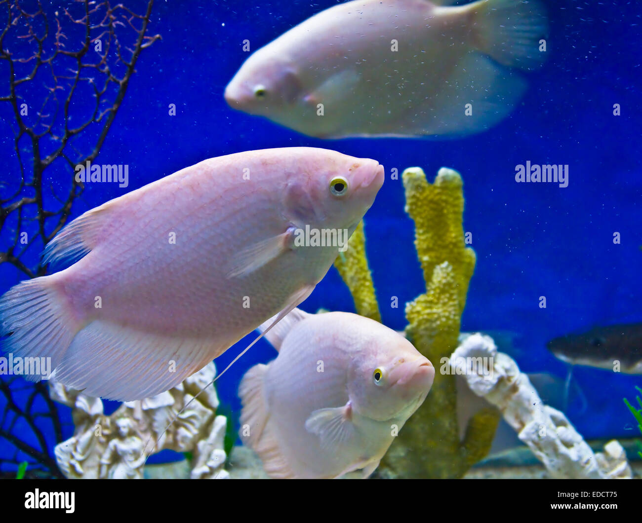 white freshwater aquarium fish