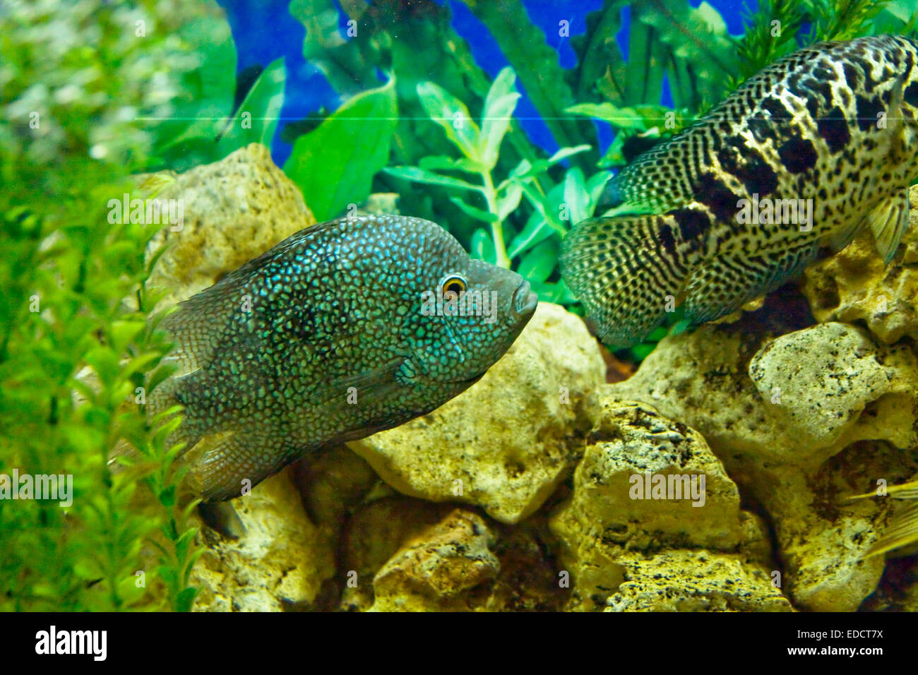 Tropical fishes Diamon cichlasoma, other name Perl cichlasoma and cichlidae Parachromis managuensis. Stock Photo
