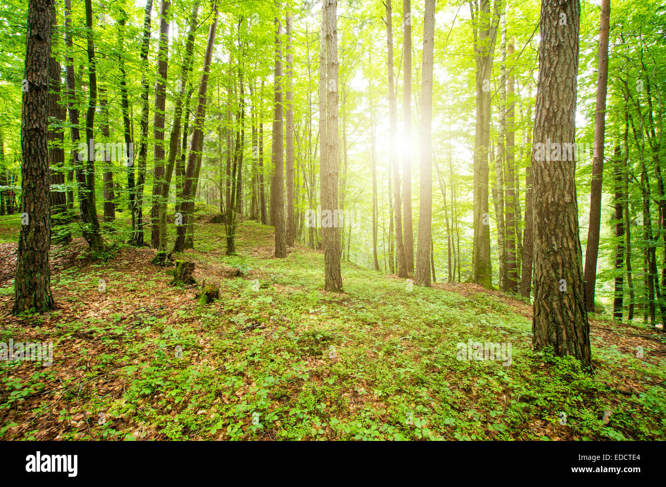 Sunlight trough the trees in the Austrian Forest (Carinthia, Austria) Stock Photo