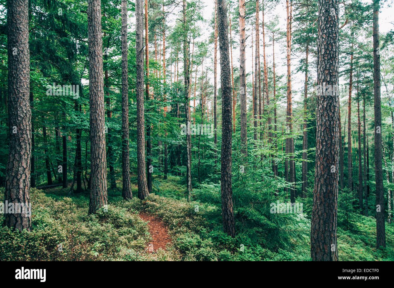 Path in the Austrian Forest (Velden am Worthersee, Carinthia, Austria) Stock Photo