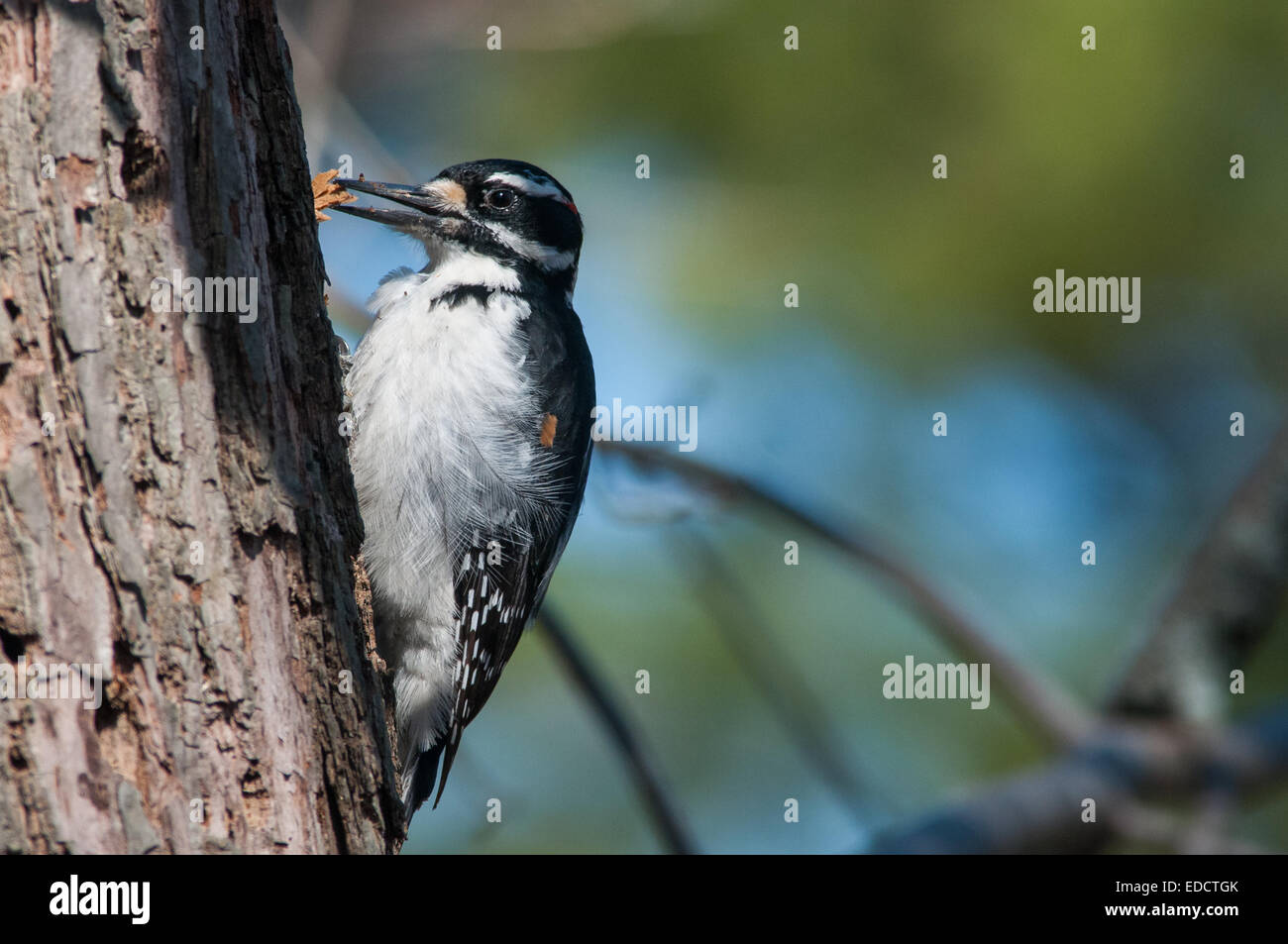 Hairy Woodpecker looking for food. Stock Photo