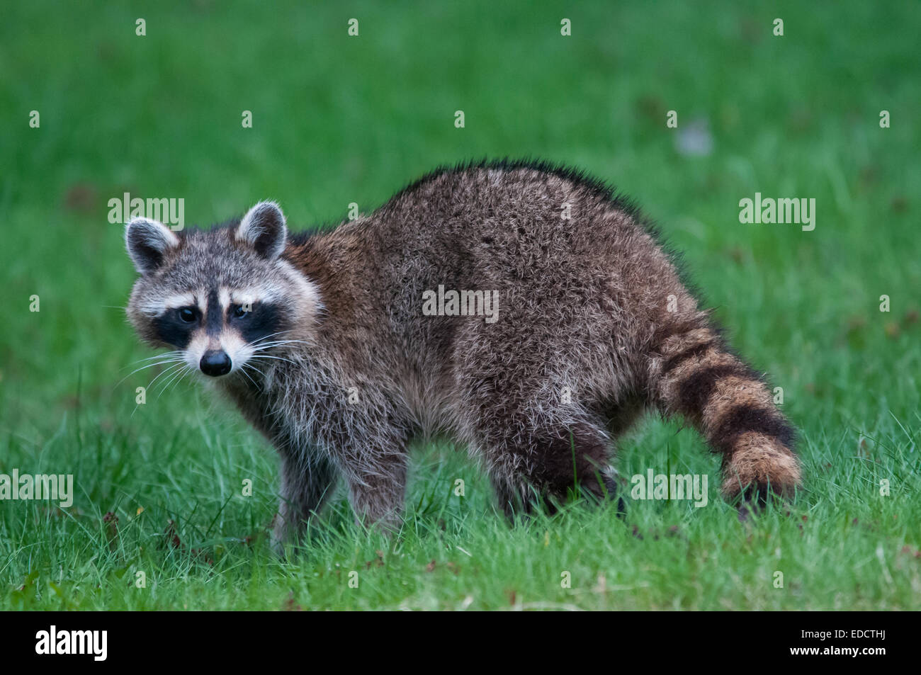 Raccoon in the spring. Stock Photo
