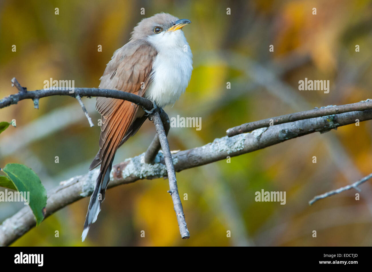 Yellow-billed Cuckoo during the fall migration. Stock Photo