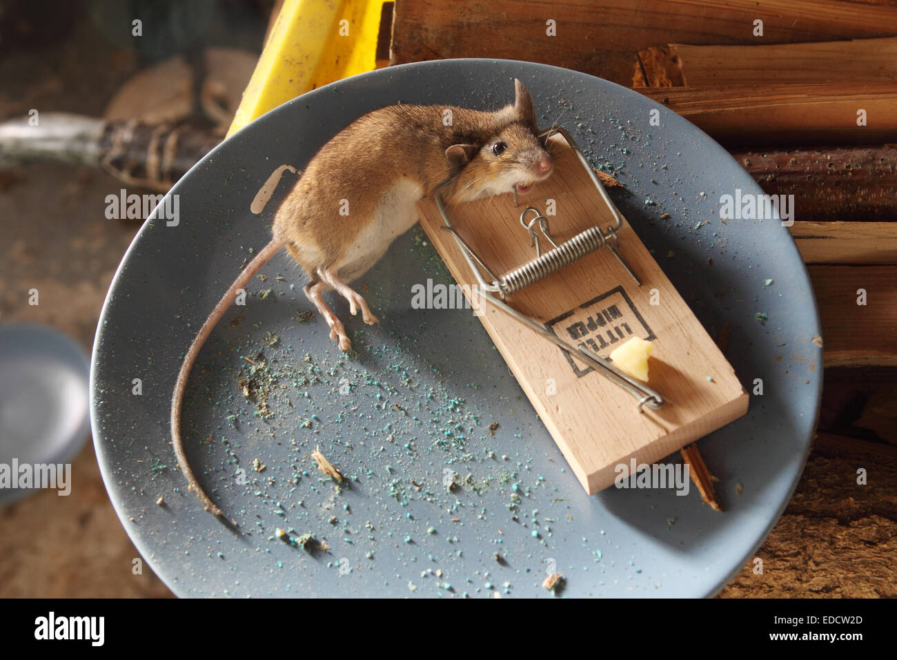 Dead mouse caught in a mouse trap in a shed out building UK Stock Photo ...