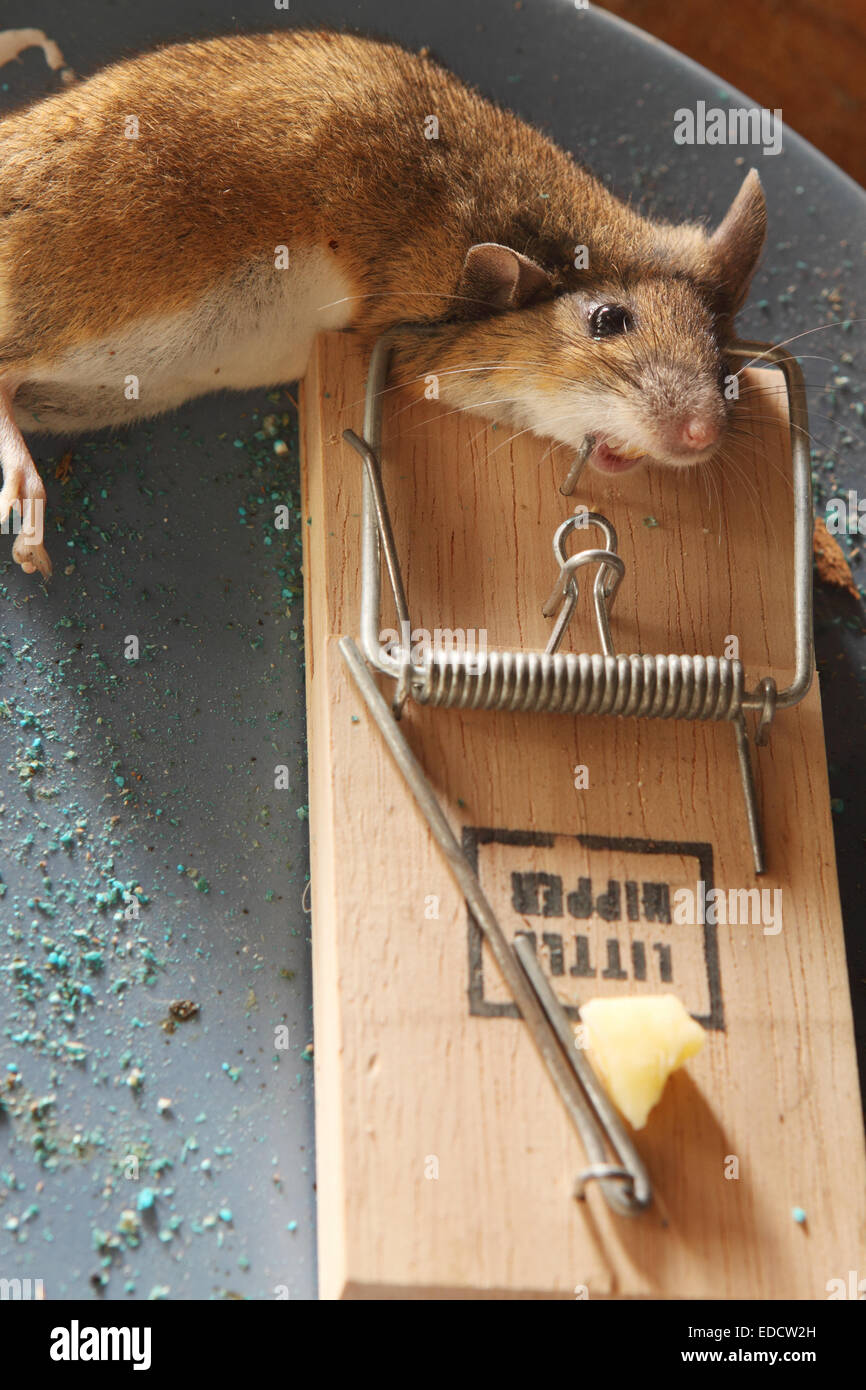 Dead mouse caught in a mouse trap in a shed out building UK Stock Photo