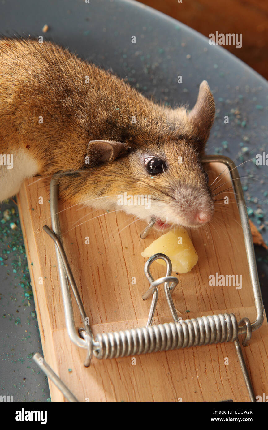 https://c8.alamy.com/comp/EDCW2K/dead-mouse-caught-in-a-mouse-trap-in-a-shed-out-building-uk-EDCW2K.jpg