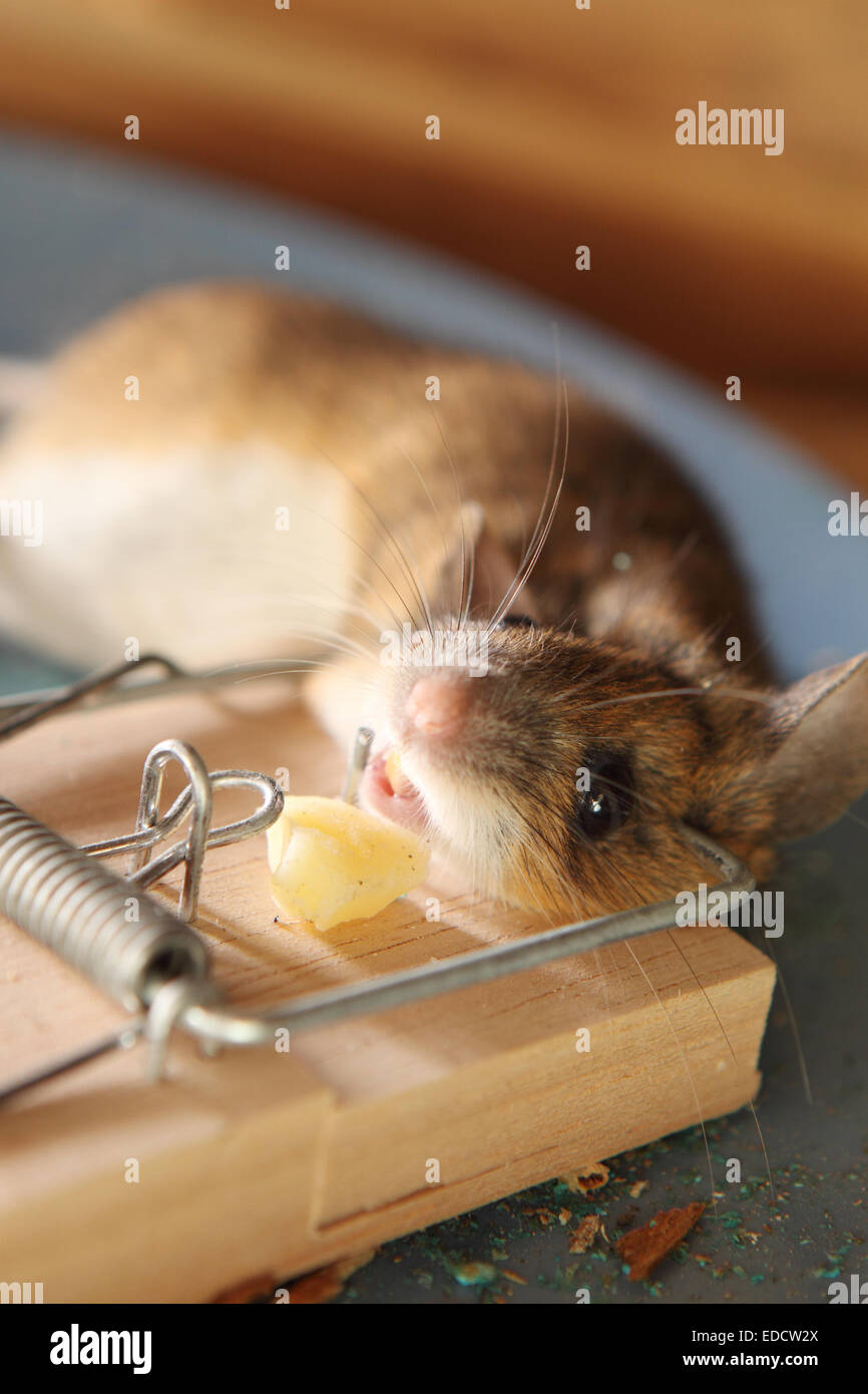 Dead mouse caught in traps on the kitchen pavement. Small mouse in a  mousetrap. Dead mouse in a trap Stock Photo - Alamy