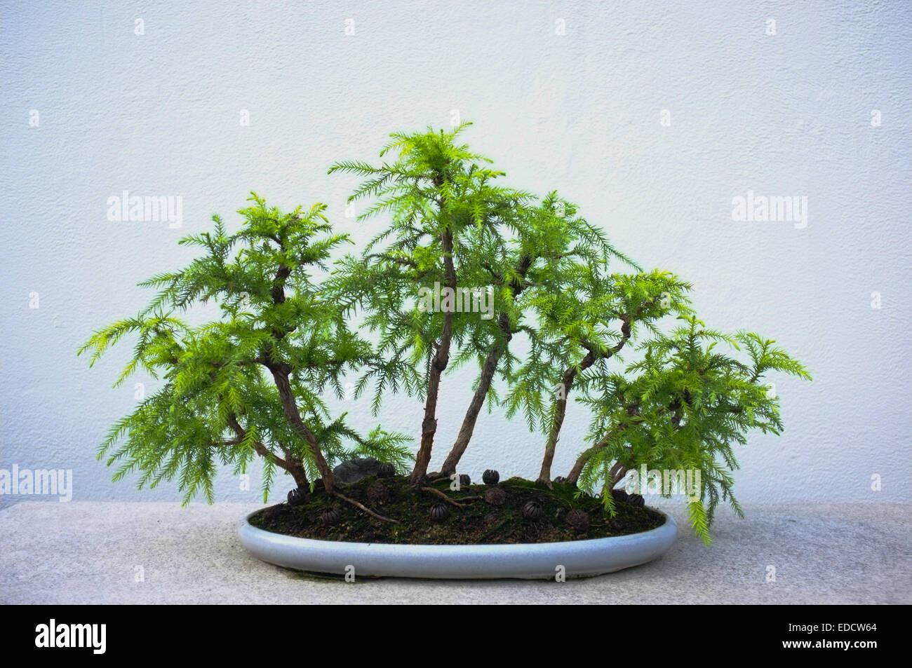 Bonsai trees in the Montreal Botanical Garden greenhouse Stock Photo