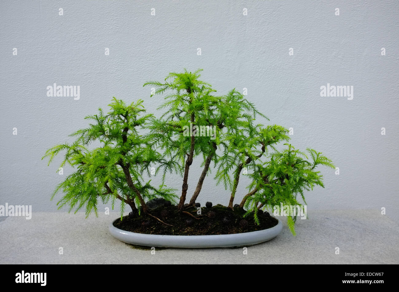 Montreal botanical garden bonsai hires stock photography and images Alamy