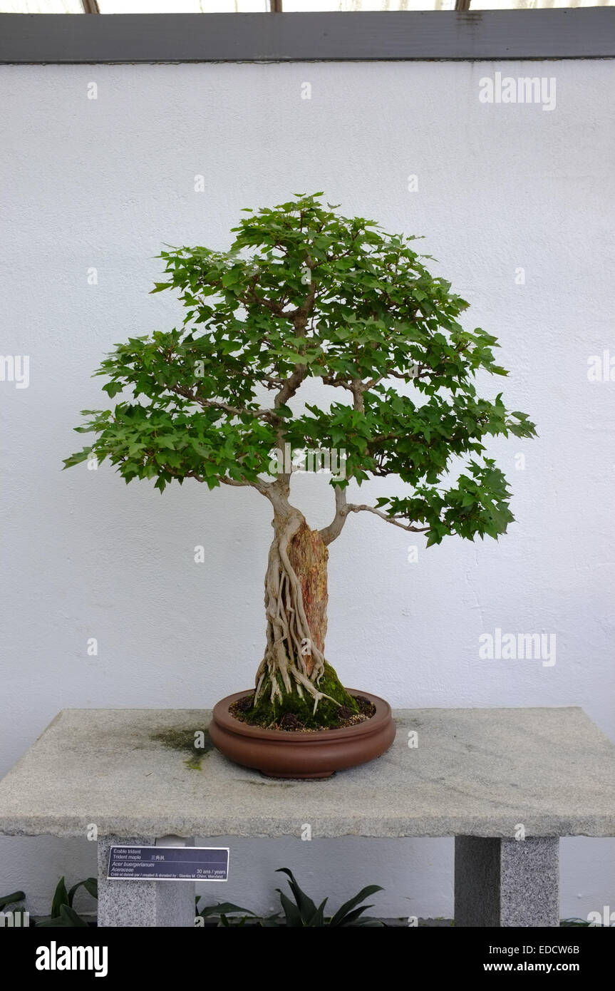 Bonsai trees in the Montreal Botanical Garden greenhouse Stock Photo