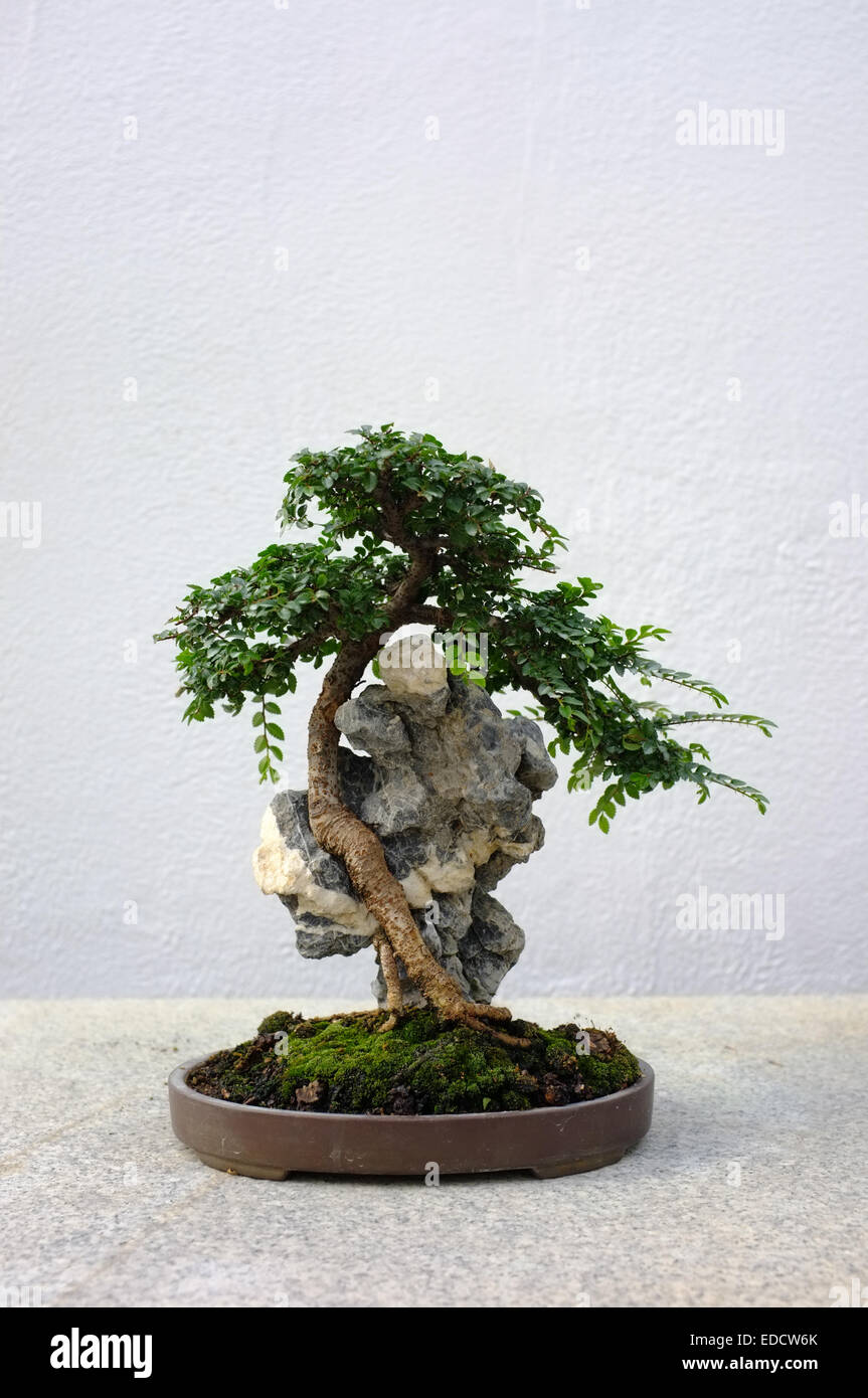 Bonsai trees in the Montreal Botanical Garden greenhouse Stock Photo