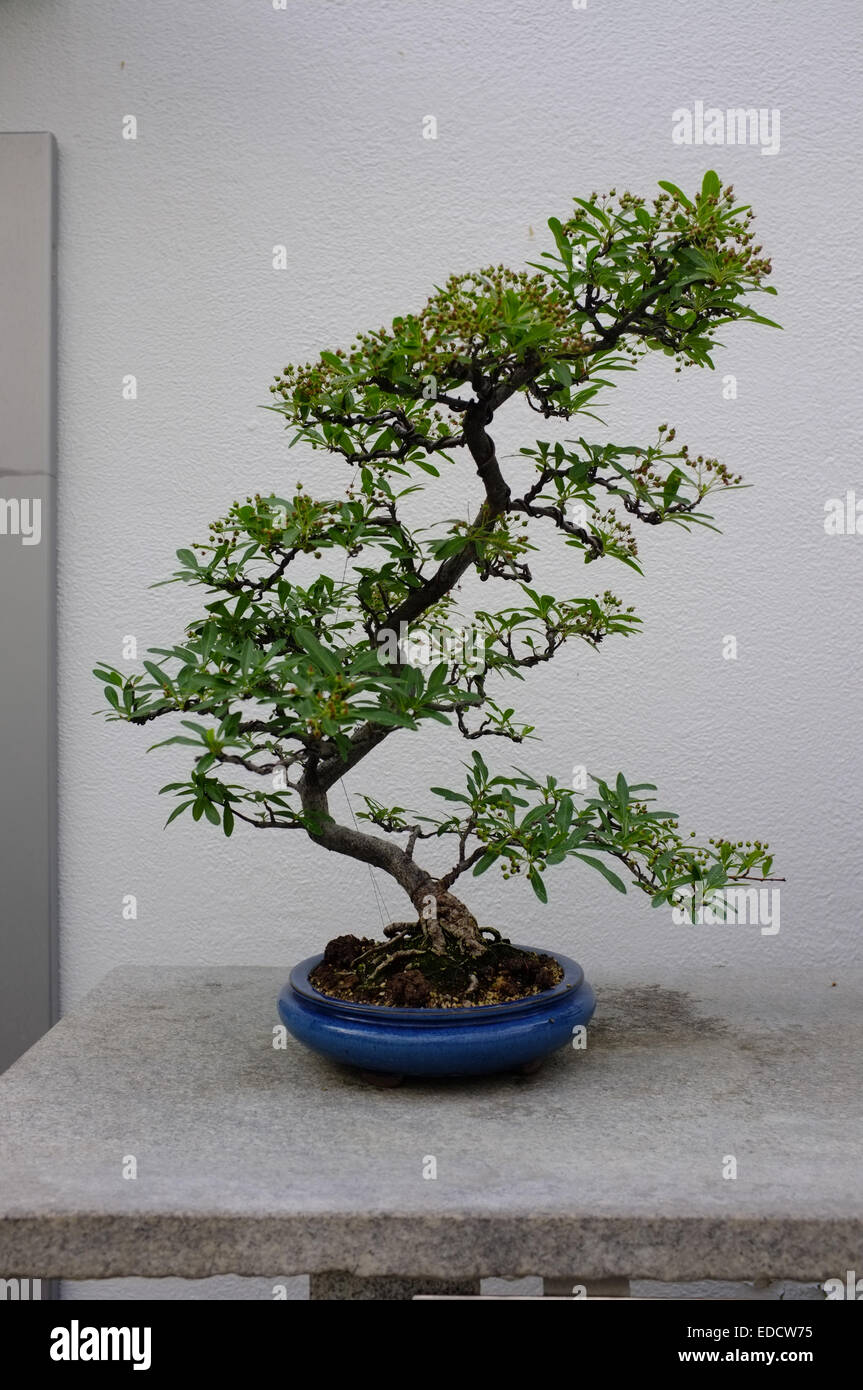 Bonsai trees in the Montreal Botanical Garden greenhouse Stock Photo