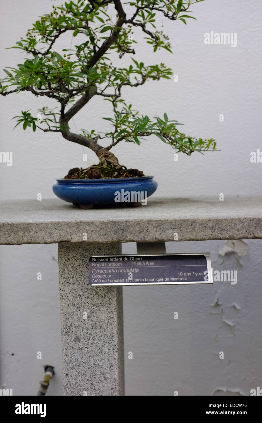 Montreal botanical garden bonsai hires stock photography and images