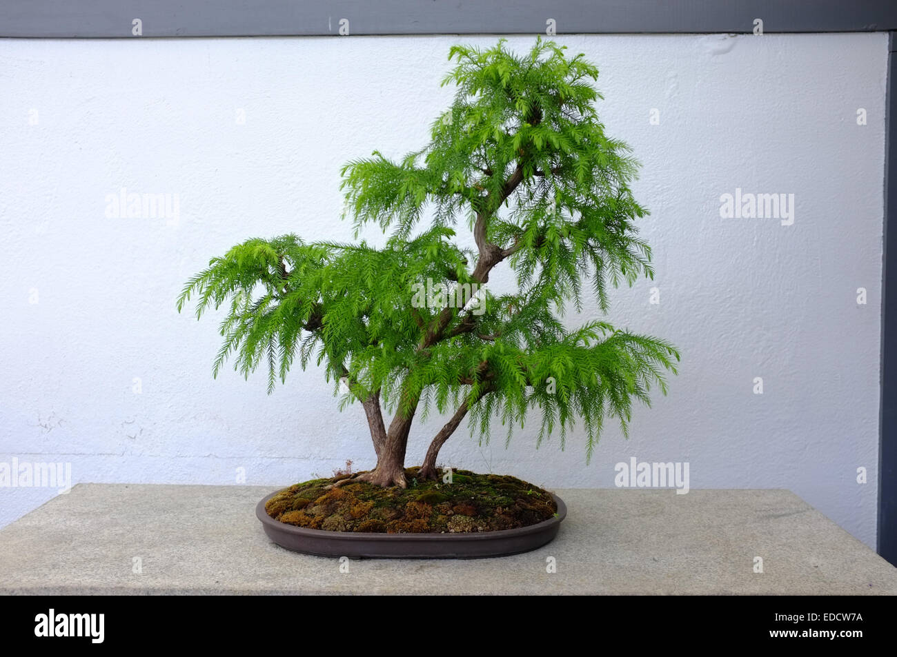 Bonsai trees in the Montreal Botanical Garden greenhouse Stock Photo