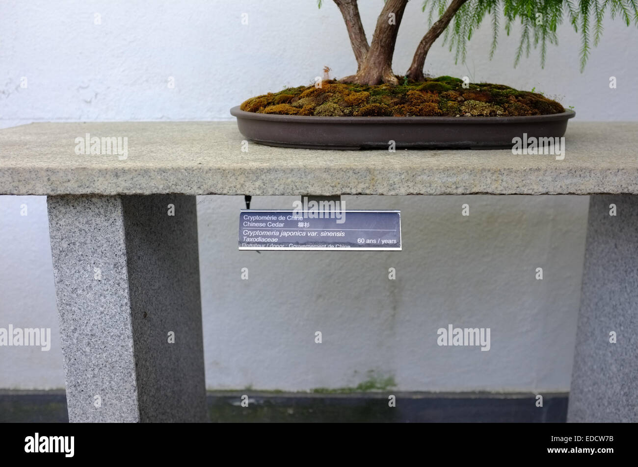 Bonsai trees in the Montreal Botanical Garden greenhouse Stock Photo