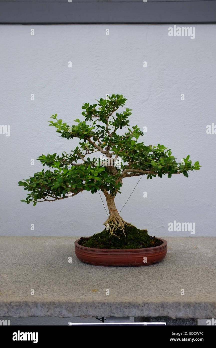 Bonsai trees in the Montreal Botanical Garden greenhouse Stock Photo