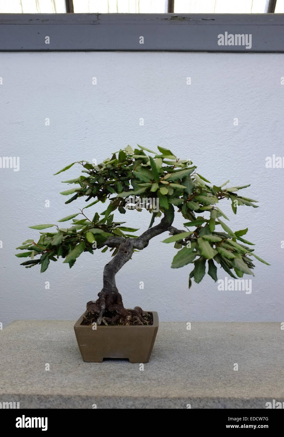 Bonsai trees in the Montreal Botanical Garden greenhouse Stock Photo