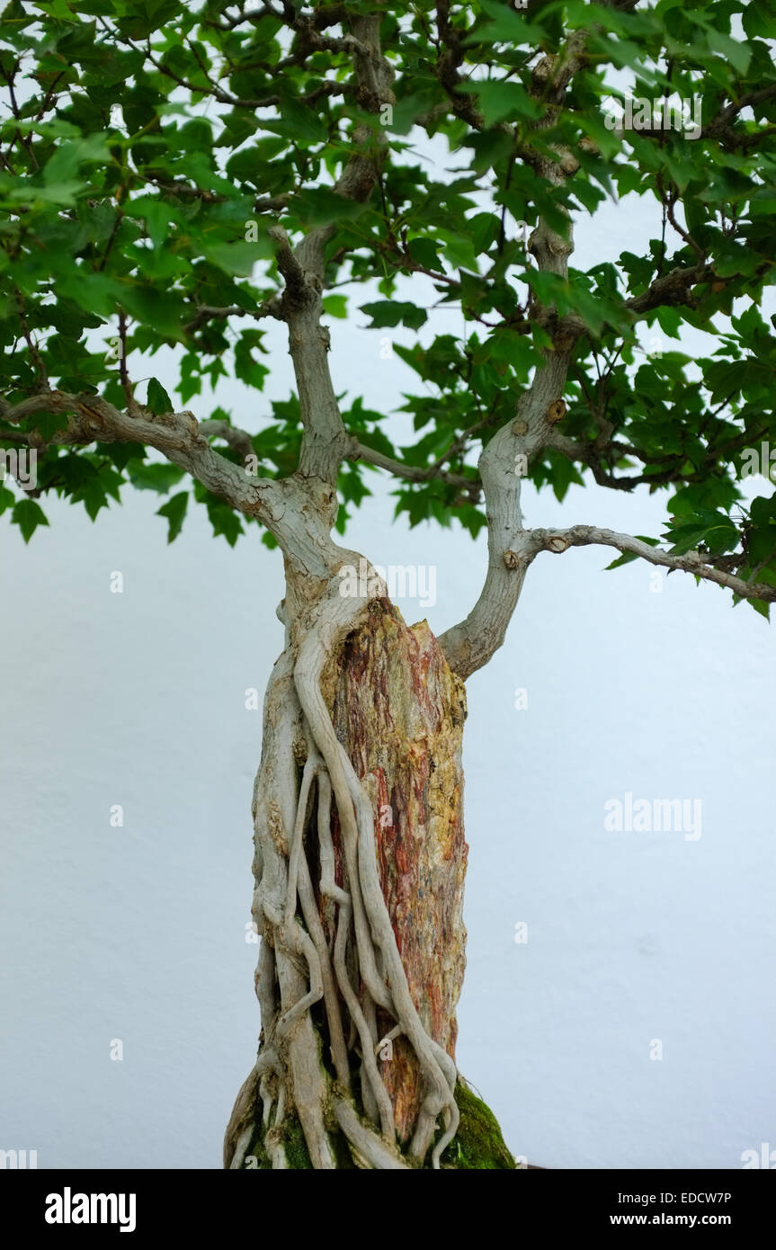 Montreal botanical garden bonsai hires stock photography and images