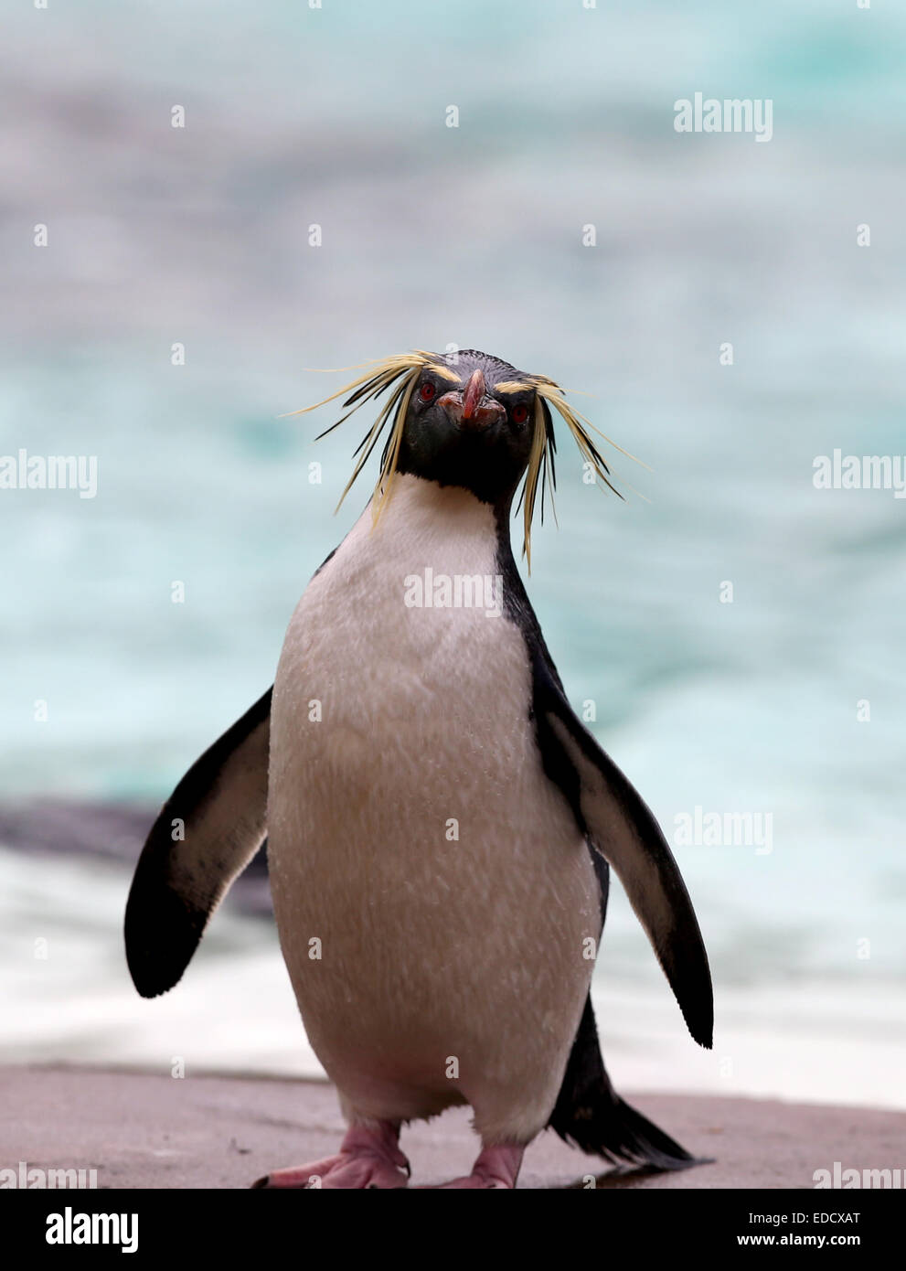 London, UK. 5th Jan, 2015. A Rockhopper Penguin stands by a pond during the ZSL London Zoo's annual stocktake of animals in London, UK, on Jan. 5, 2015. The zoo's annual stocktake requires keepers to check on the numbers of each one of over 750 species of animals living in the zoo. Credit:  Han Yan/Xinhua/Alamy Live News Stock Photo