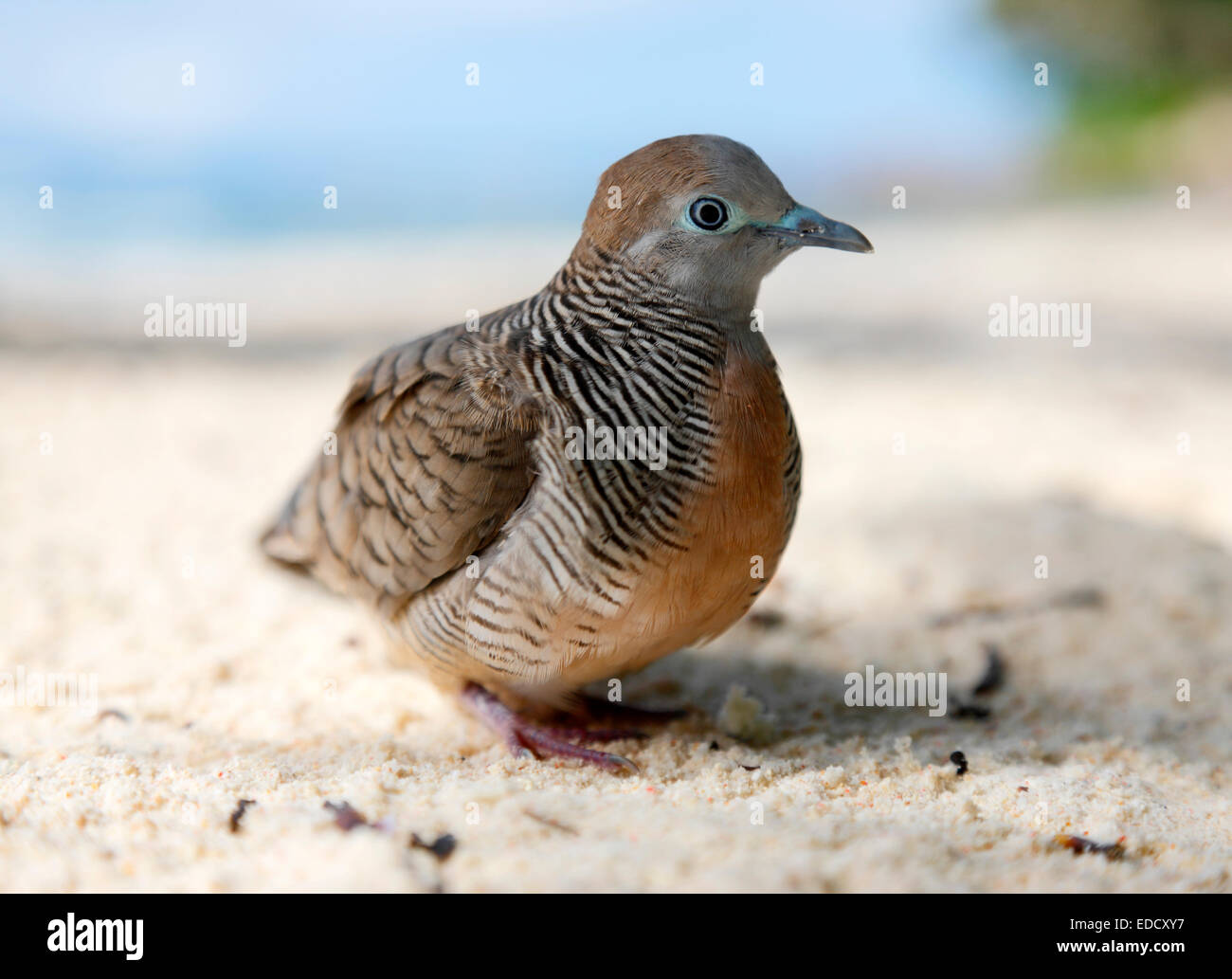 Seychelles animals, La Digue - bird Zebra Dove Stock Photo